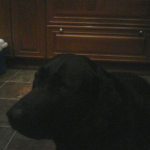 Meet your Posher, Shelly